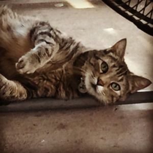 Meet your Posher, Lori